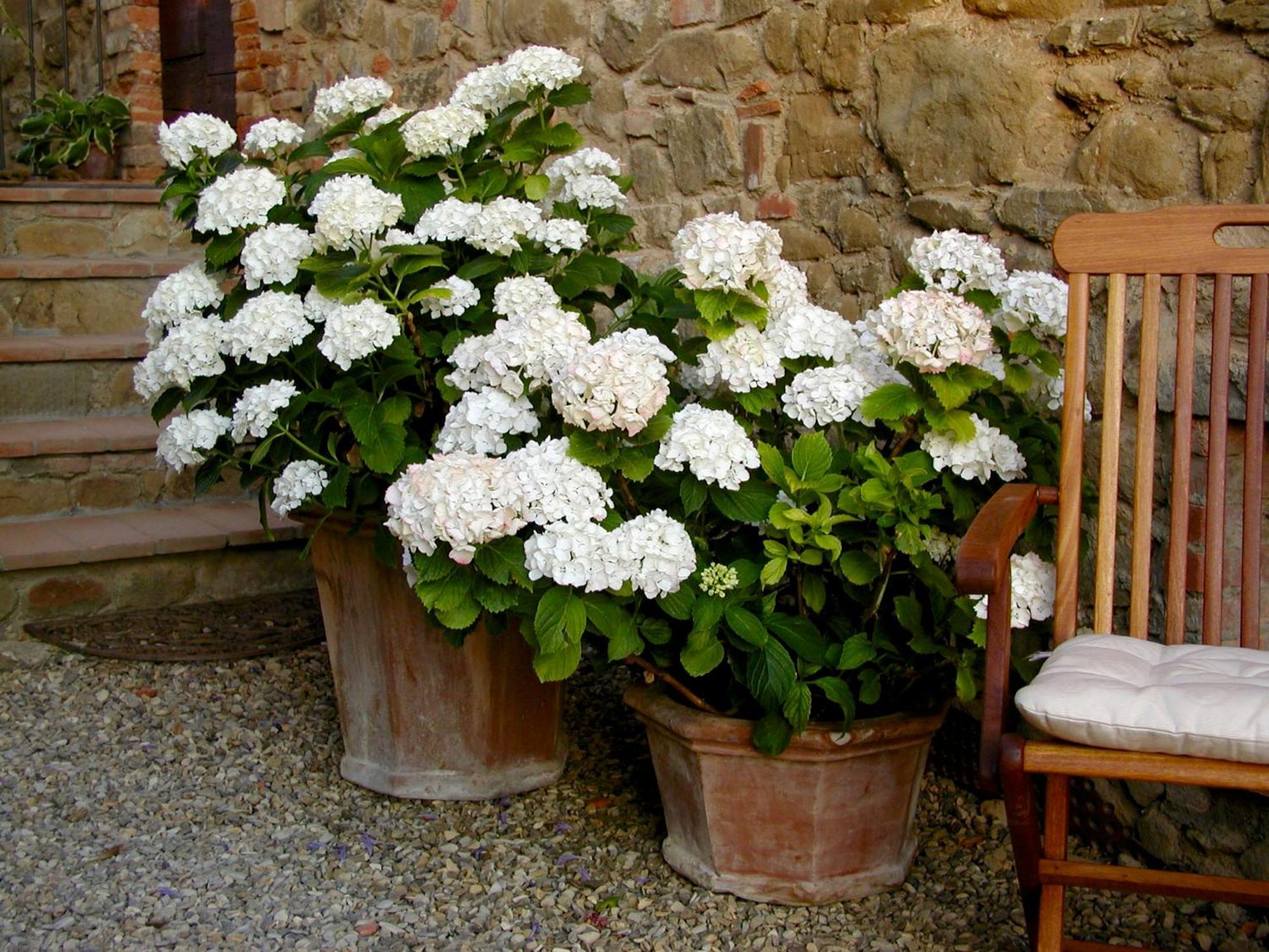 Ventena Vecchia antico frantoio Montevarchi Esterno foto